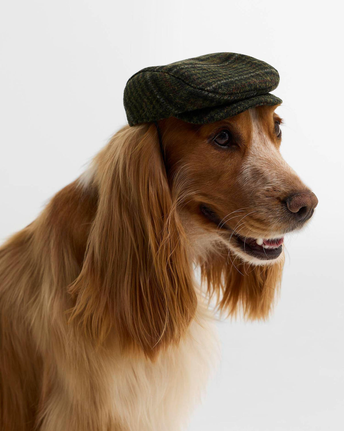 Dog flat Cap - Tartan